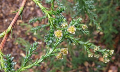 Een bloemetje uit het pinetum.  Fitzroya cupressoides